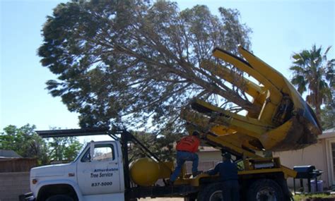 tree removal las vegas
